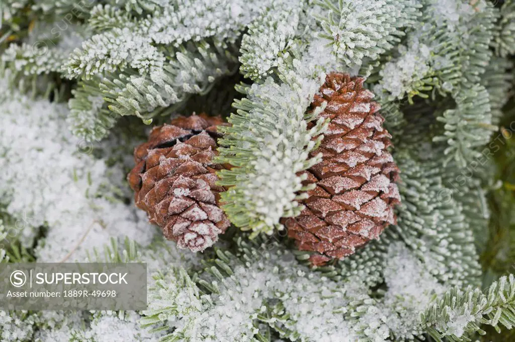 Frost on pine cones