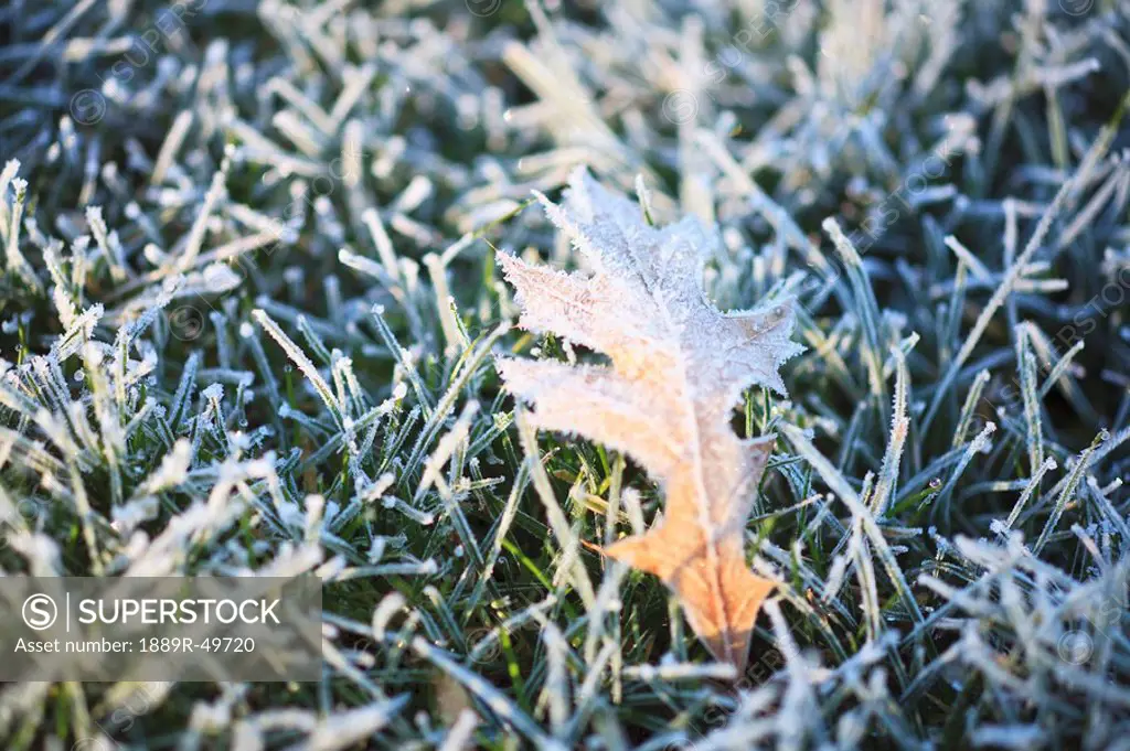 Autumn leaf in frozen grass