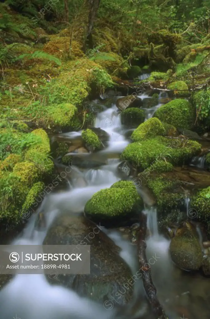 A mossy waterfall, Olympic National Park, Washington, U.S.A.