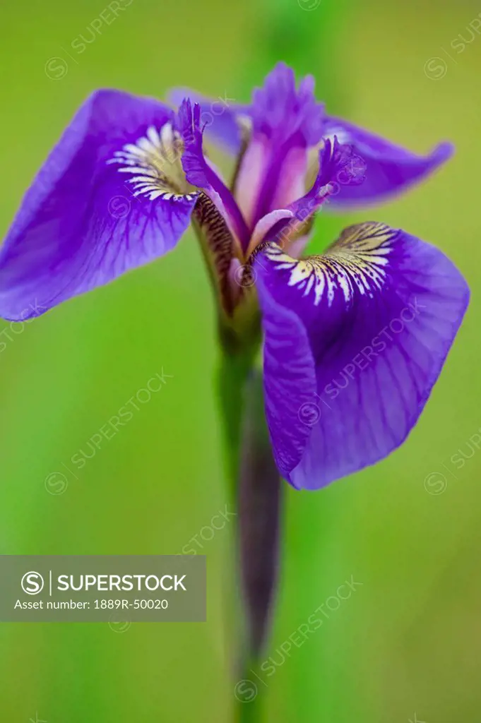 iris iris germanica