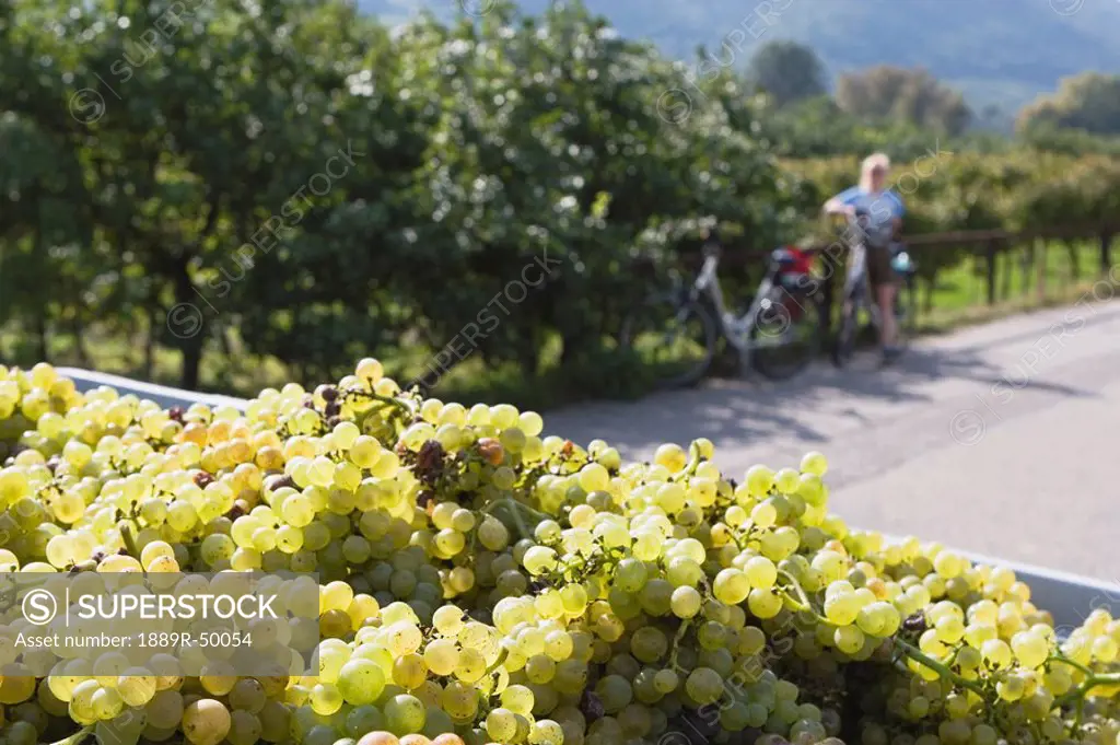 white grapes and female cyclist in the distance, joching, austria