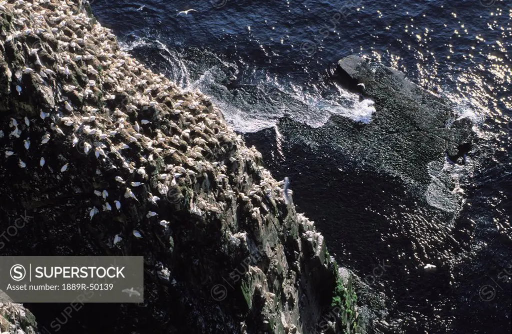 cape st. mary´s ecological reserve, newfoundland, canada