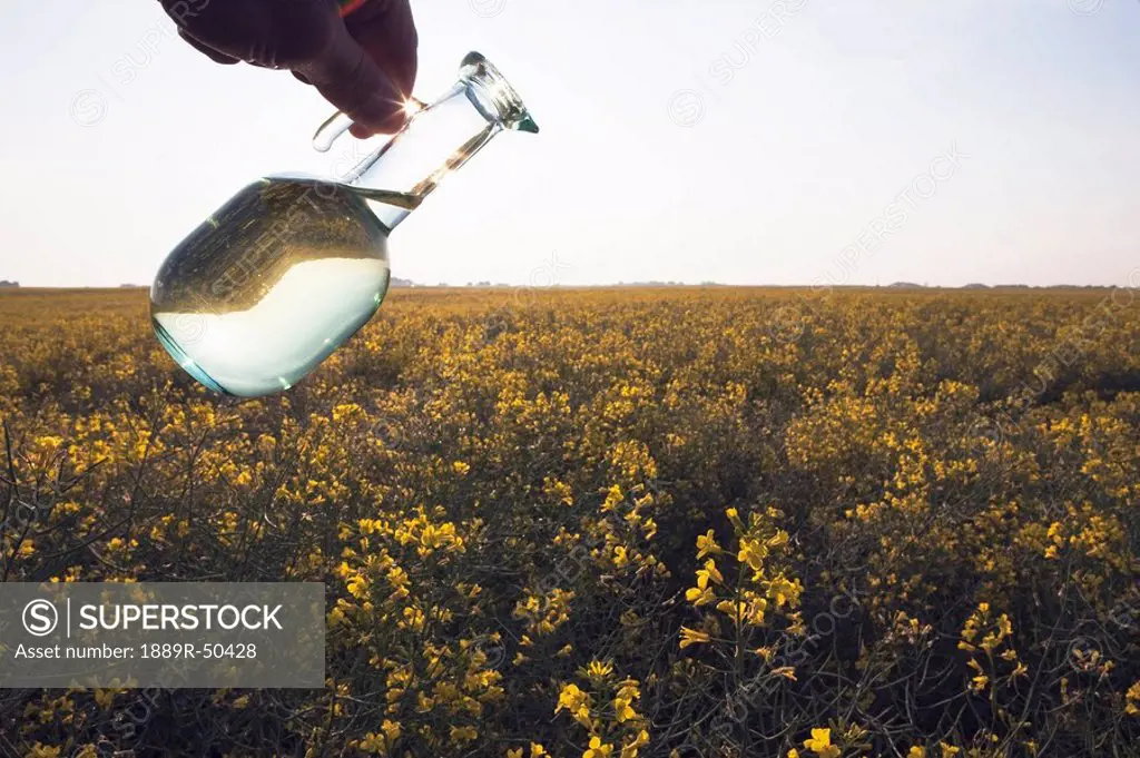 alberta, canada, a jar of canola oil being poured over a flowering canola field