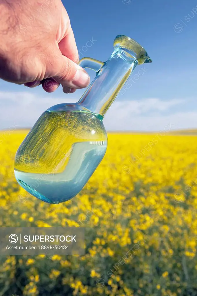 alberta, canada, a jar of canola oil being poured over a flowering canola field