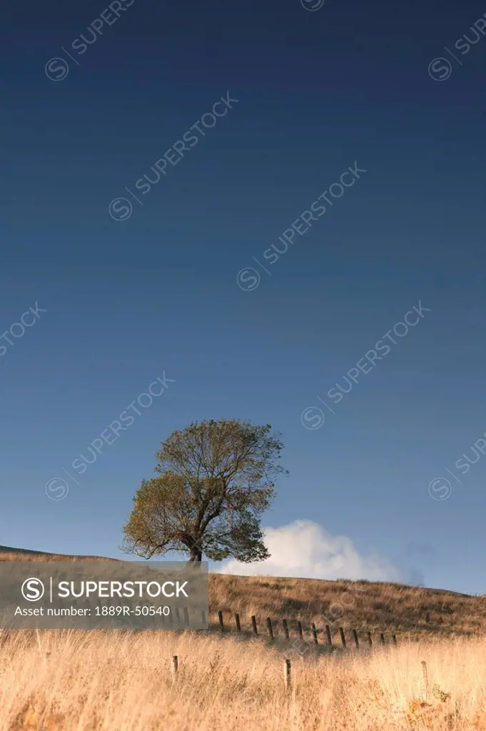 elsdonburn, northumberland, england, a lone tree on a field