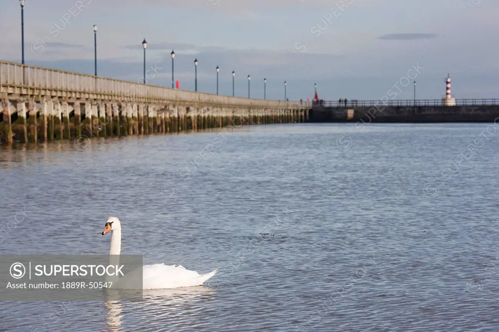 amble, northumberland, england, a goose swimming along the pier