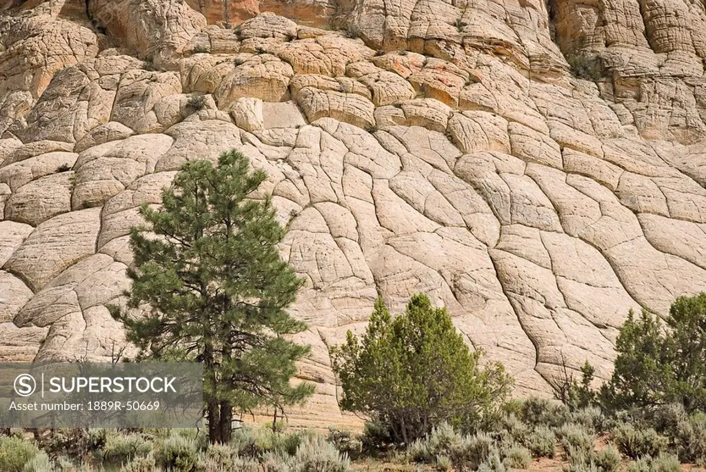 utah, united states of america, cross_bedded sandstone on a petrified sand dune at grand staircase_escalante national monument