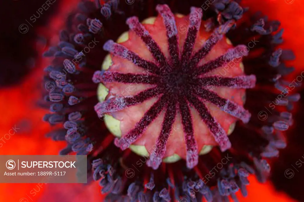 Close up of centre of a poppy
