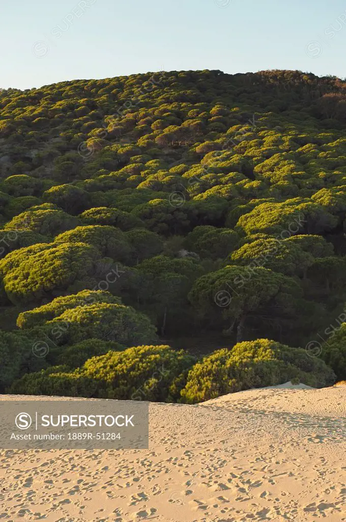 tarifa, cadiz, andalusia, spain, a sand dune and forest