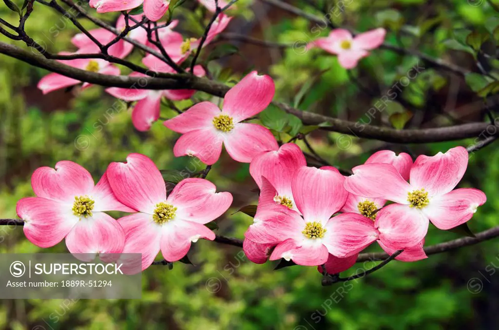 pink flowers on a dogwood tree