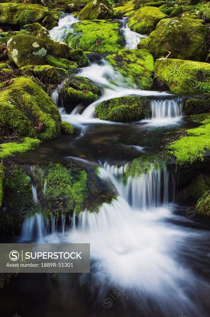 great smoky mountains national park, tennessee, united states of america, small mountain creek and moss covered rocks