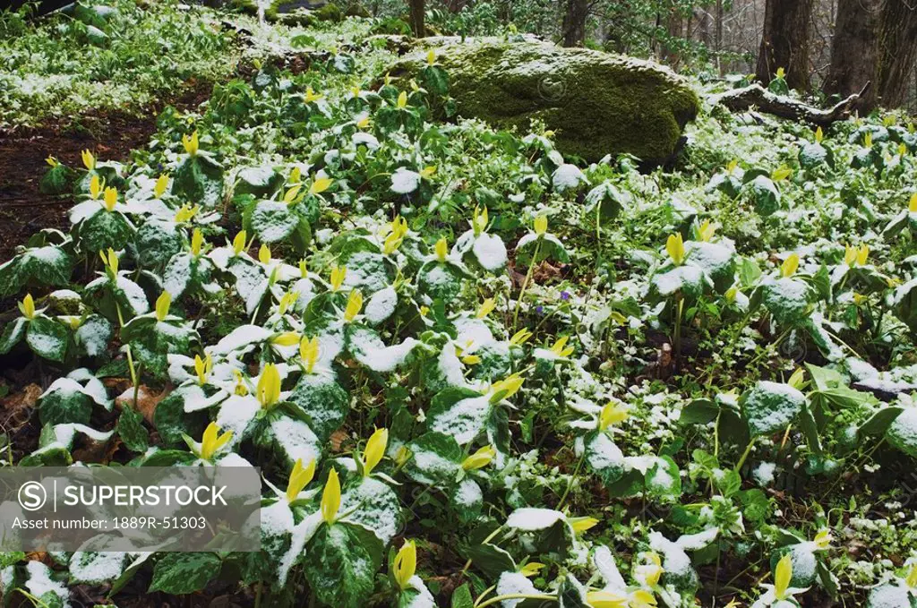 great smoky mountains national park, united states of america, snow on a patch of yellow trillium trillium luteum wildflowers