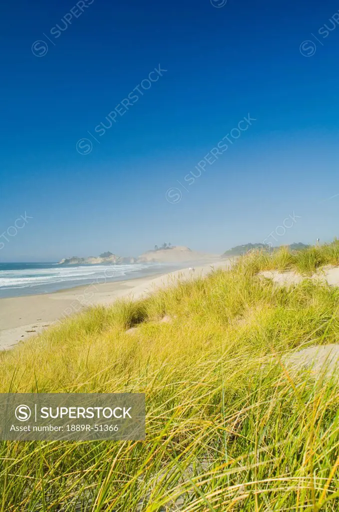 oregon, united states of america, american beachgrass along cape kiwanda with a view of haystack rock