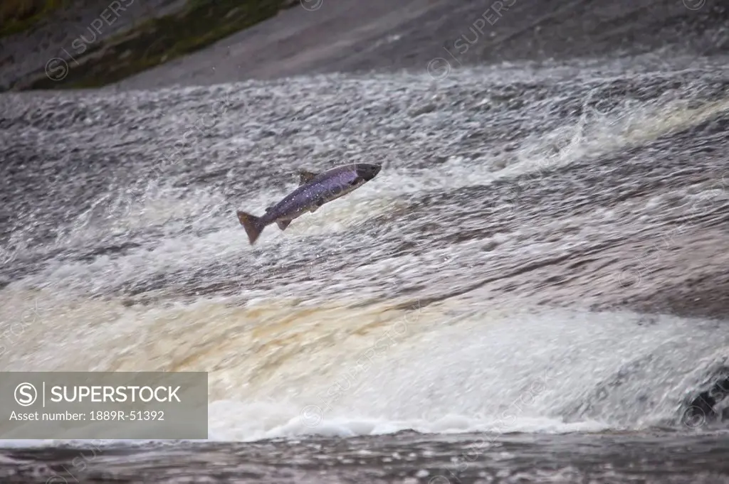 a fish jumping upstream in the water