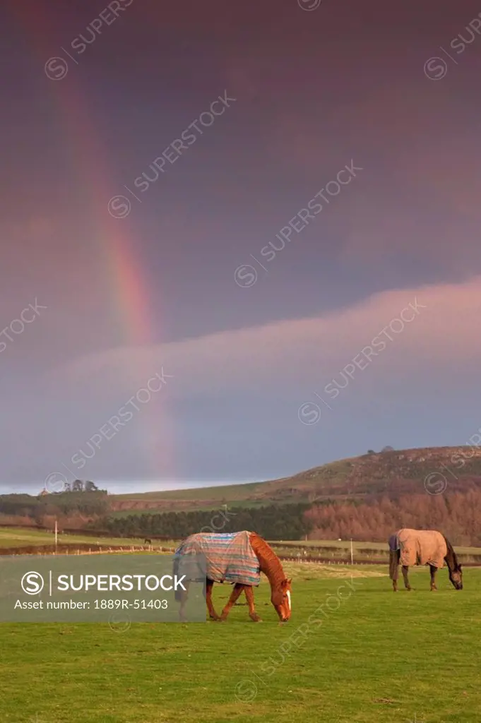 northumberland, england, horses grazing in a field with a rainbow in the sky