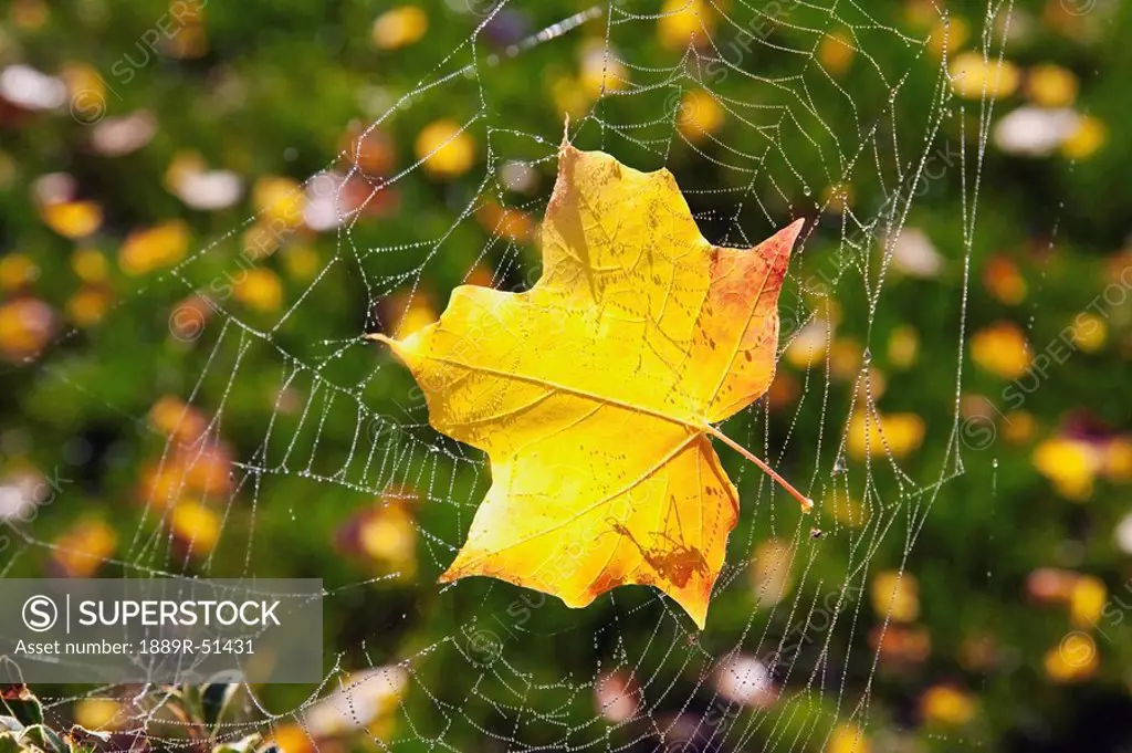 a maple leaf caught in a spider´s web