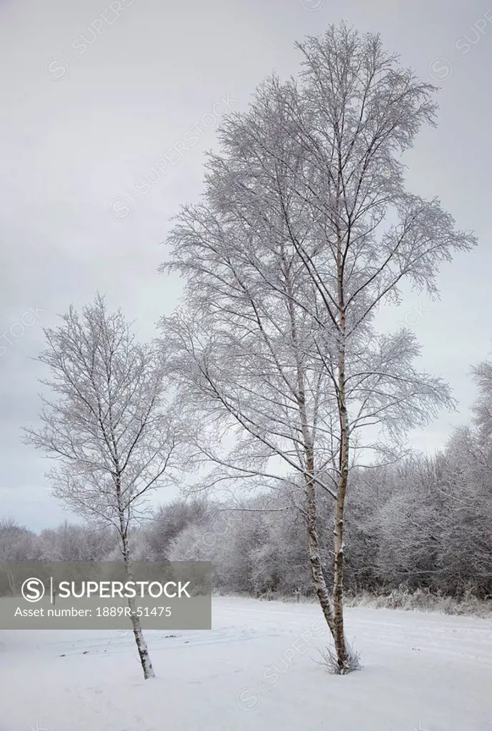 northumberland, england, a winter landscape