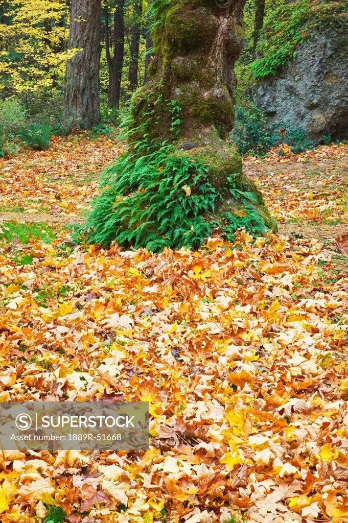 the base of a tree in a forest in autumn