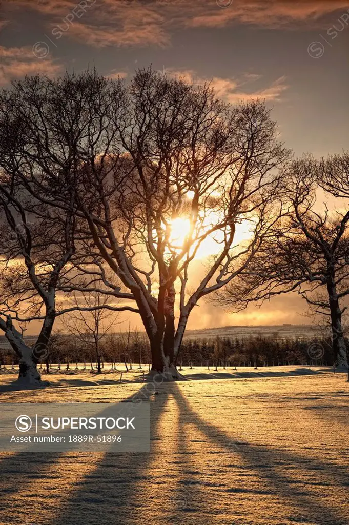 northumberland, england, the sun setting through the trees