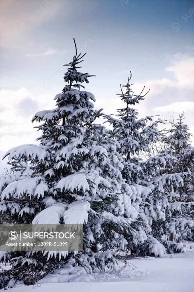 northumberland, england, snow_covered trees
