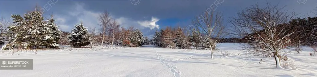 northumberland, england, footprints through the snow