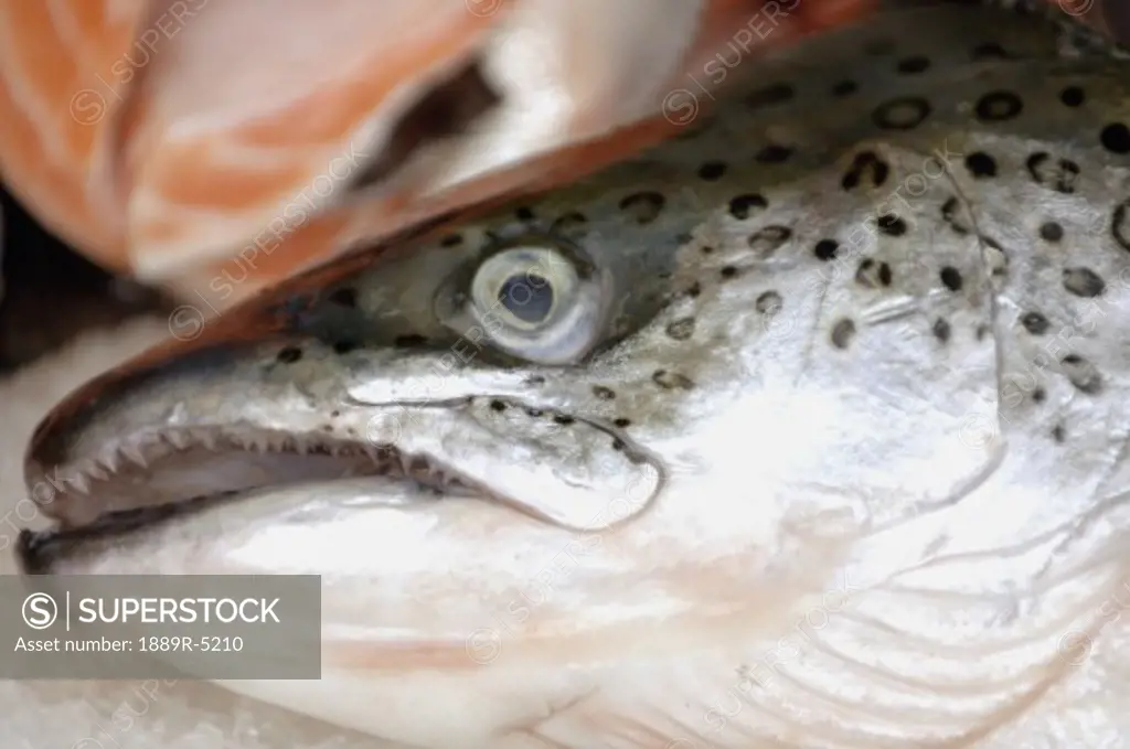 Close up of salmon fish