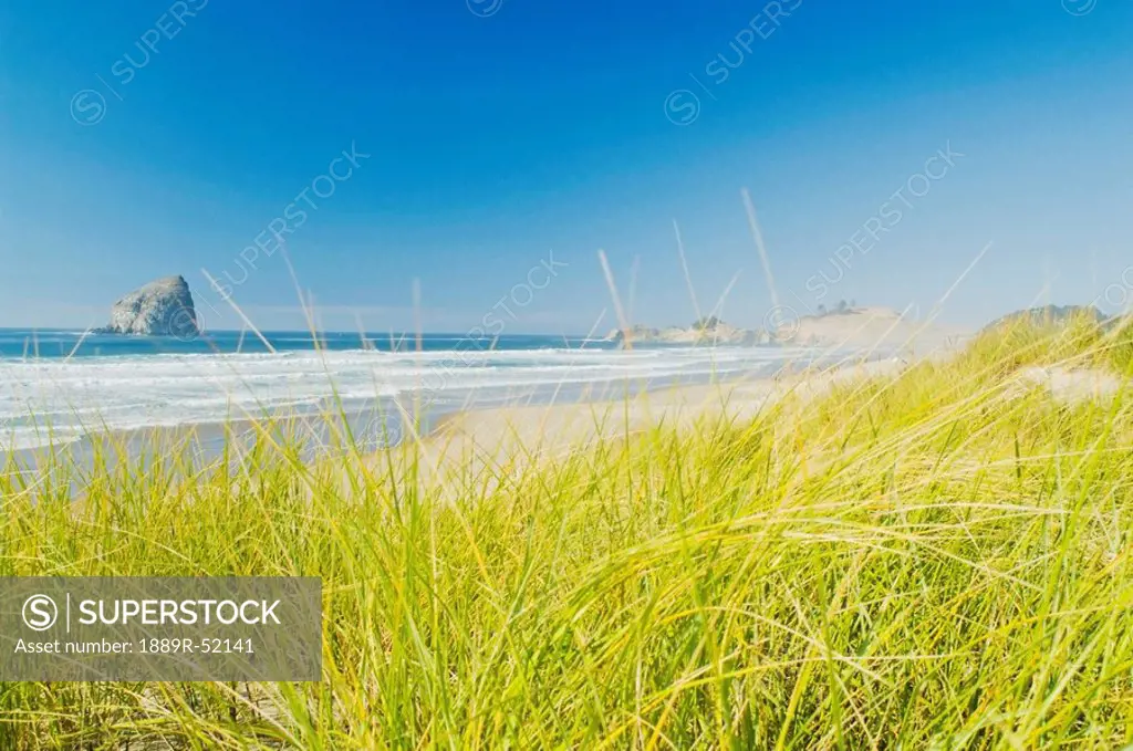 oregon, united states of america, american beachgrass at cape kiwanda and a view of haystack rock