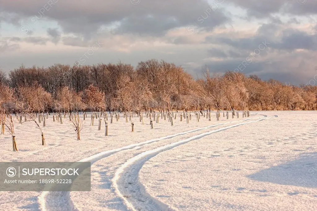 tire tracks in the snow