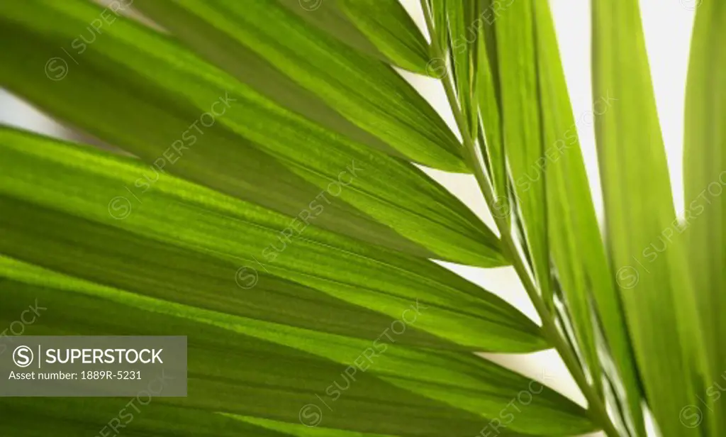 Close up of plant frond