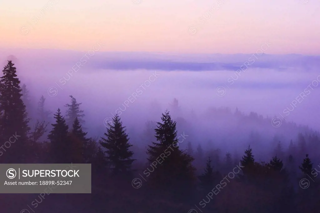 happy valley, oregon, united states of america, a forest in the valley with fog at sunrise
