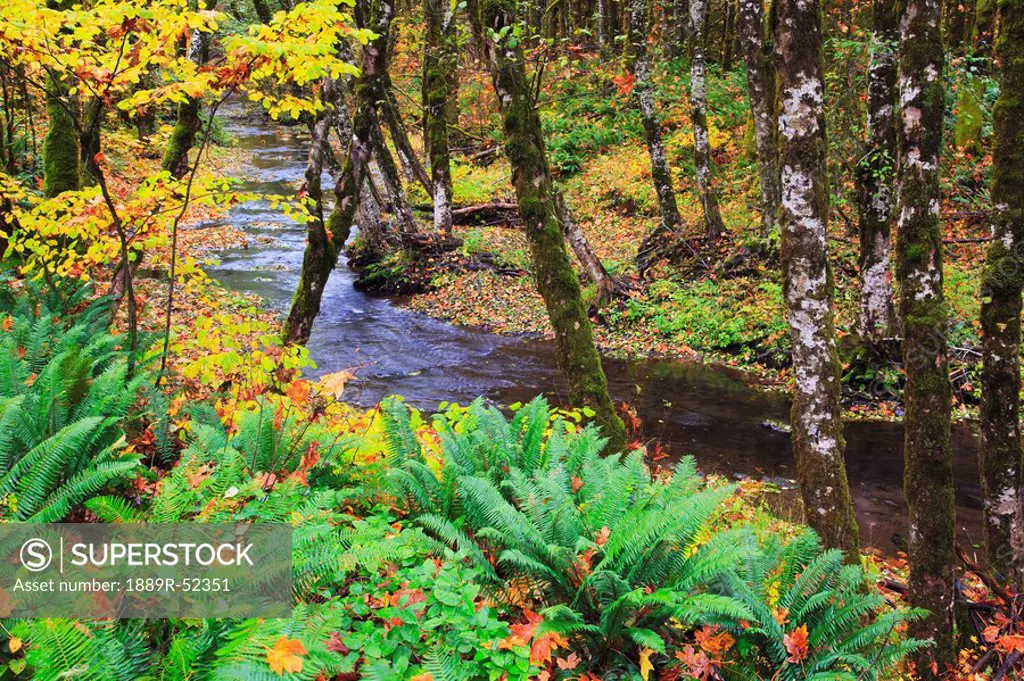 oregon coast range, oregon, united states of america, autumn colors along wolf creek