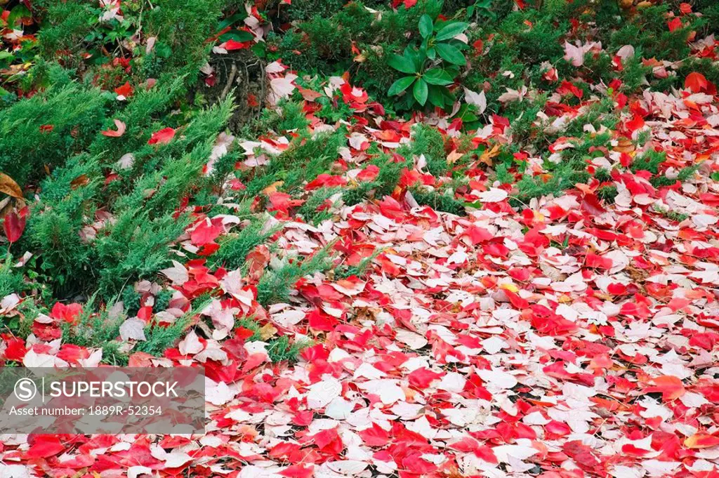oregon, united states of america, red leaves on the ground