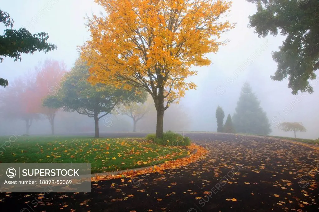 portland, oregon, united states of america, trees in a park in the fog in autumn