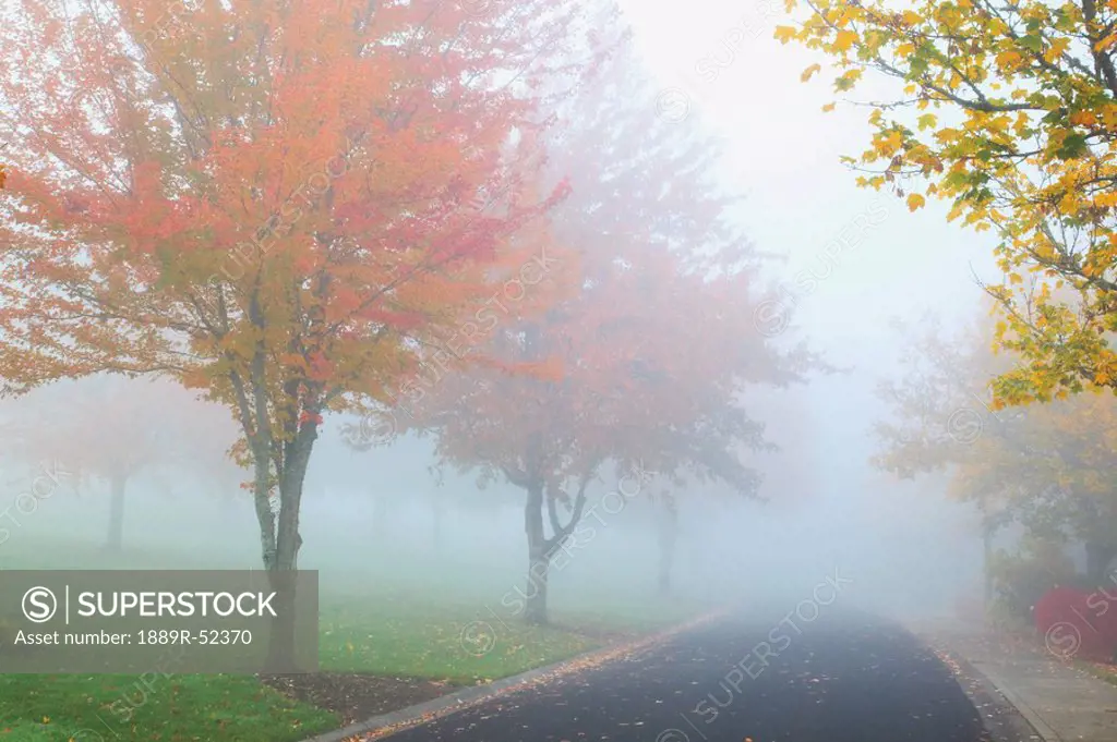 portland, oregon, united states of america, trees in a park in the fog in autumn
