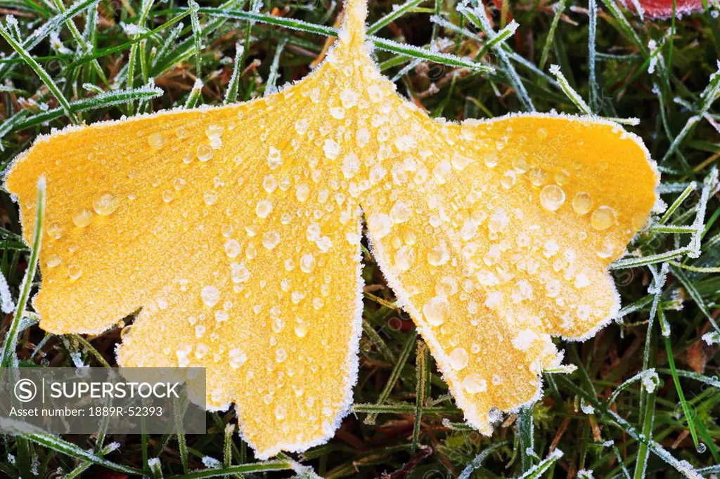 frost on a leaf in autumn