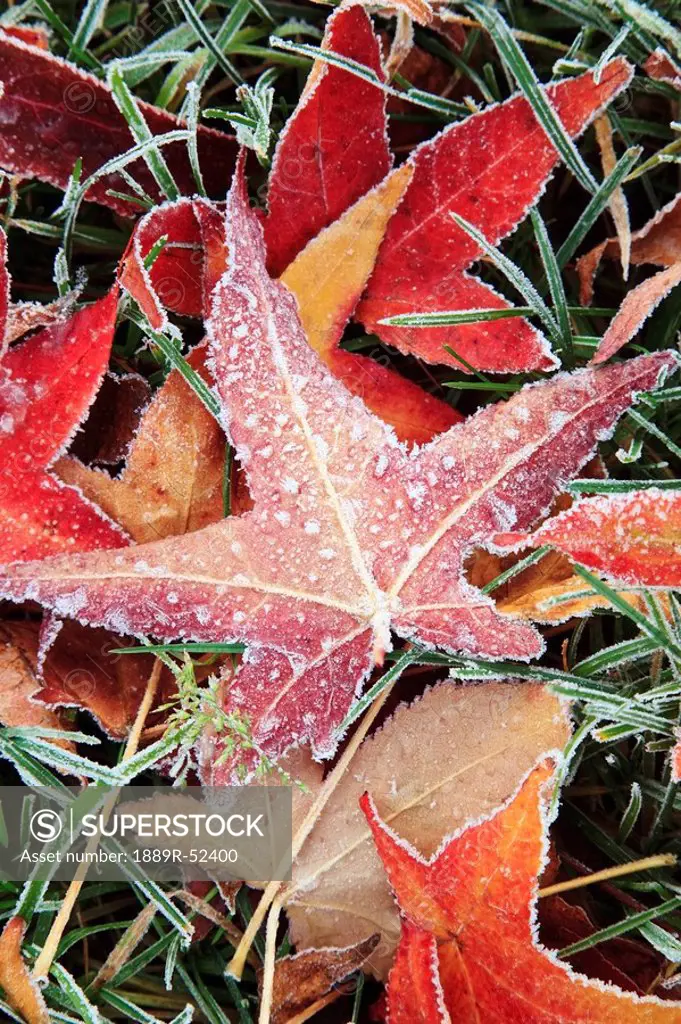 fall colored leaves covered in frost