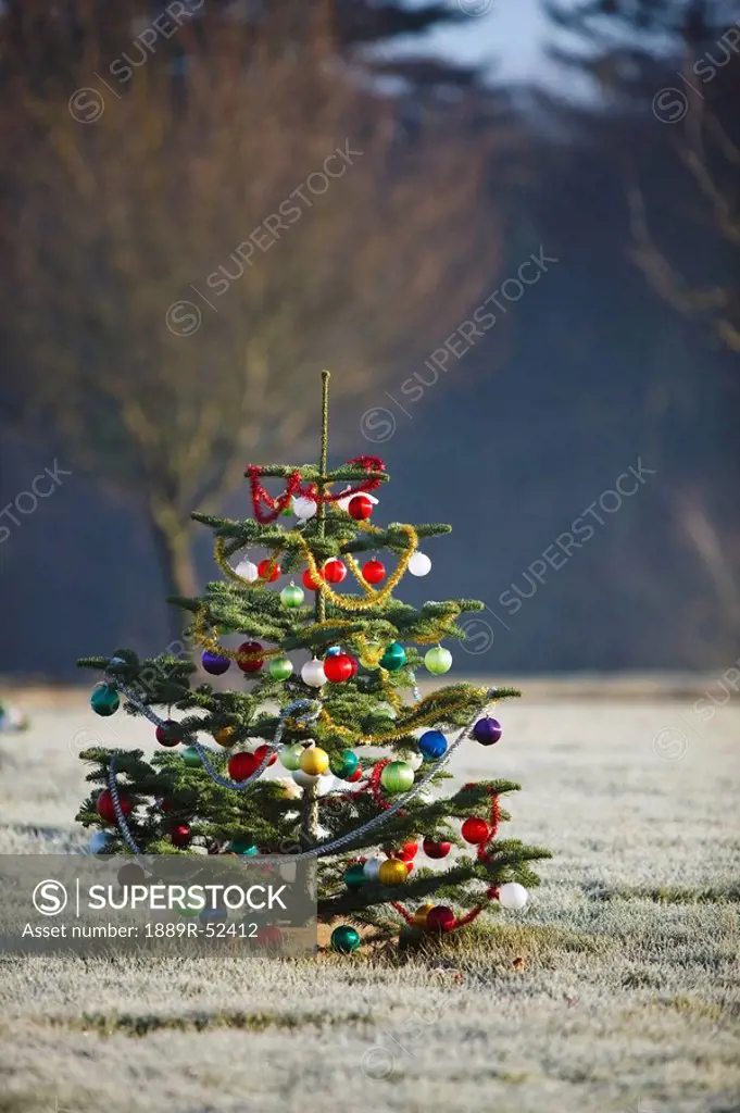 an outdoor tree decorated for christmas