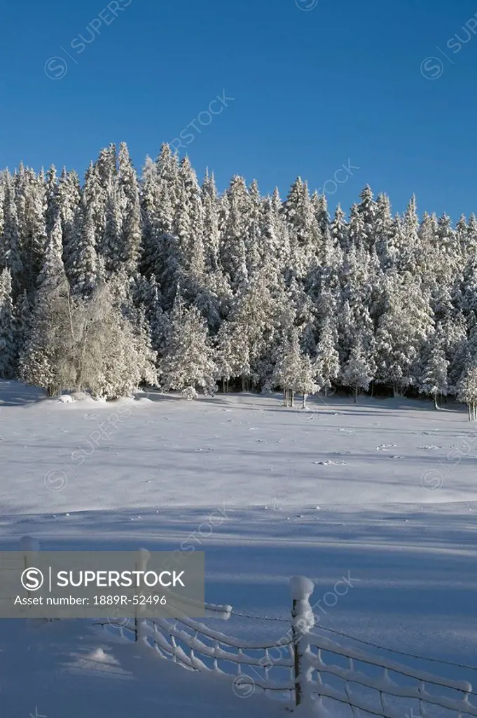 a field and forest in the winter