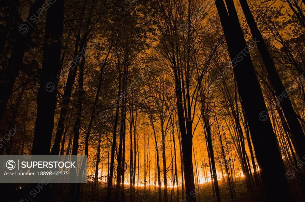 tennessee, united states of america, glow of forest ground fire at night in the great smokey mountains national park