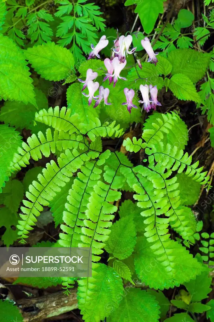 tennessee, united states of america, wild bleeding_heart flowers dicentra eximia above a northern maidenhair fern adiantum pedatum in the great smoky ...