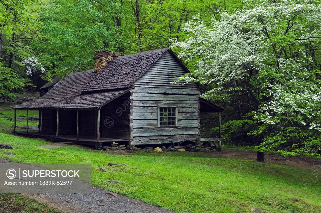 tennessee, united states of america, noah bud ogle pioneer cabin and trees in the great smokey mountains national park