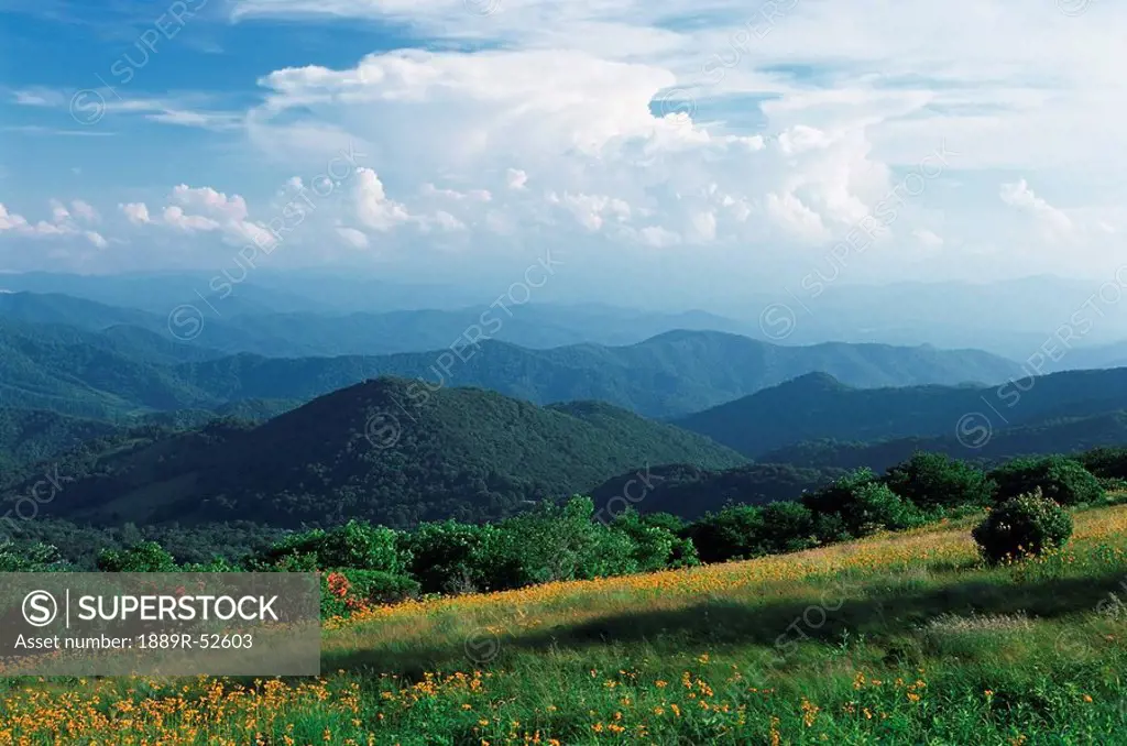 north carolina, united states of america, anvil storm clouds build over the blue ridge mountains and a field of ragwort wildflowers along the appalach...