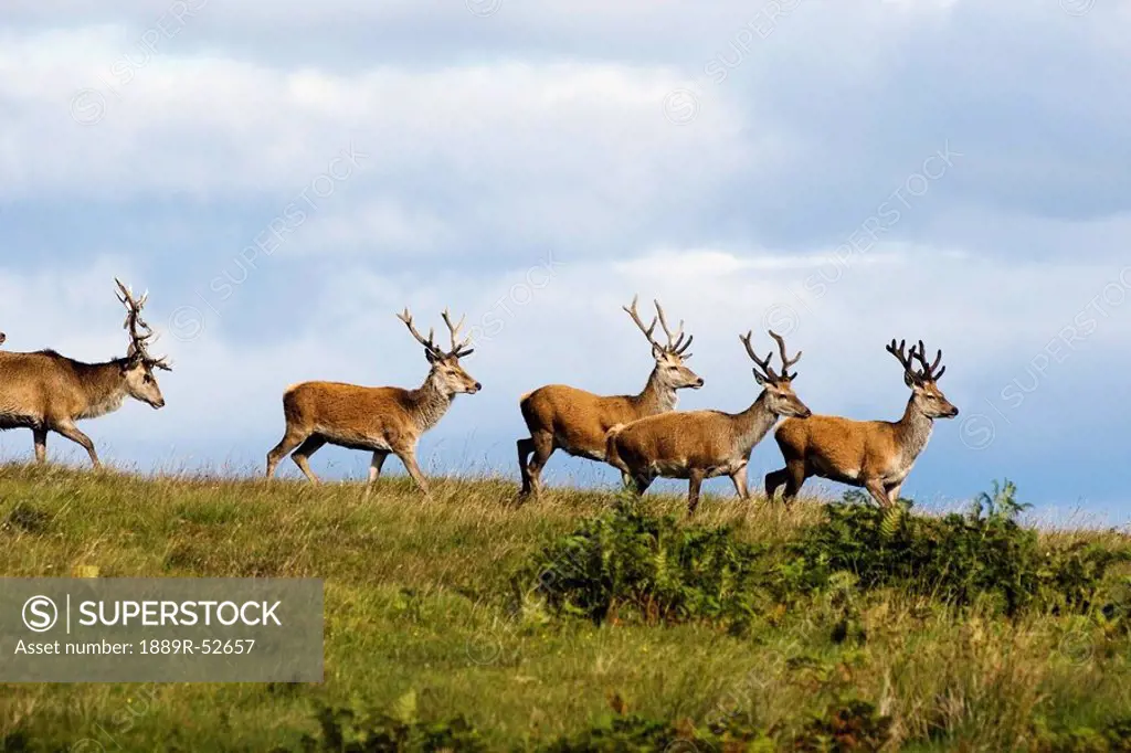 isle of islay, scotland, deer on the top of a hill