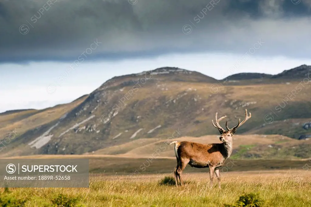 isle of islay, scotland, a deer standing in a field