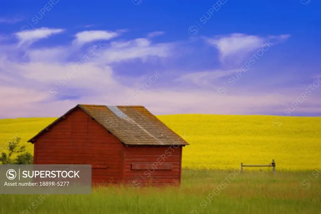 A red farm building against a canola field