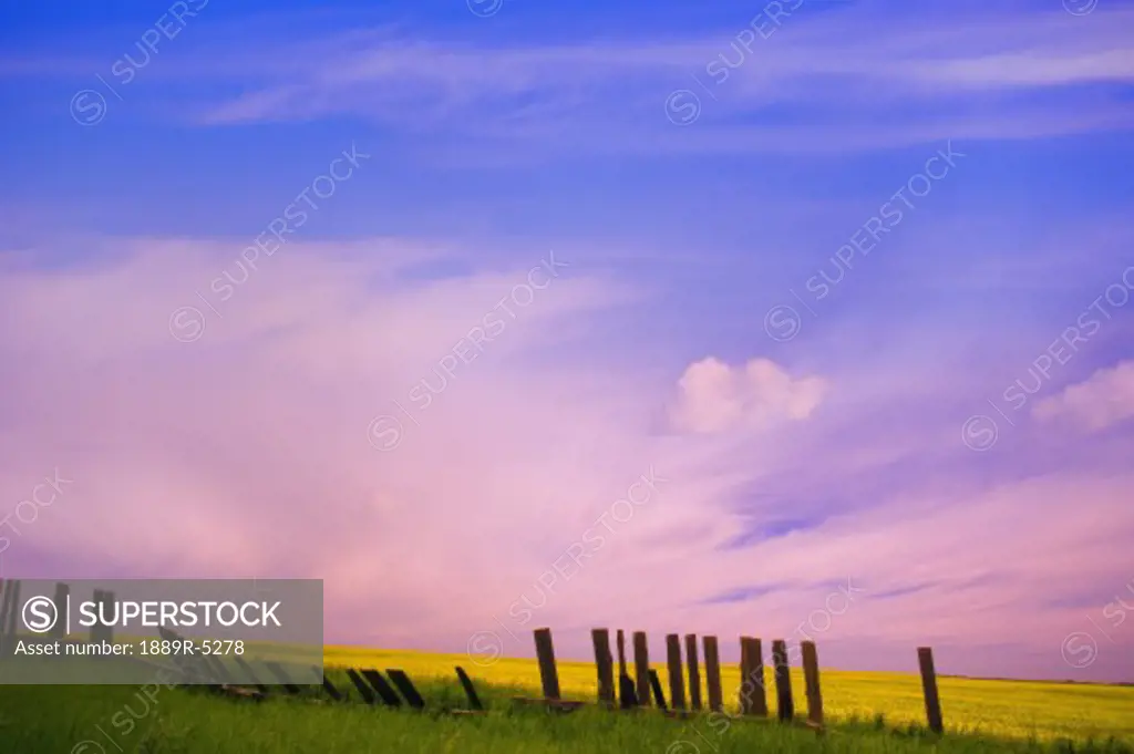 An old fence against a canola field