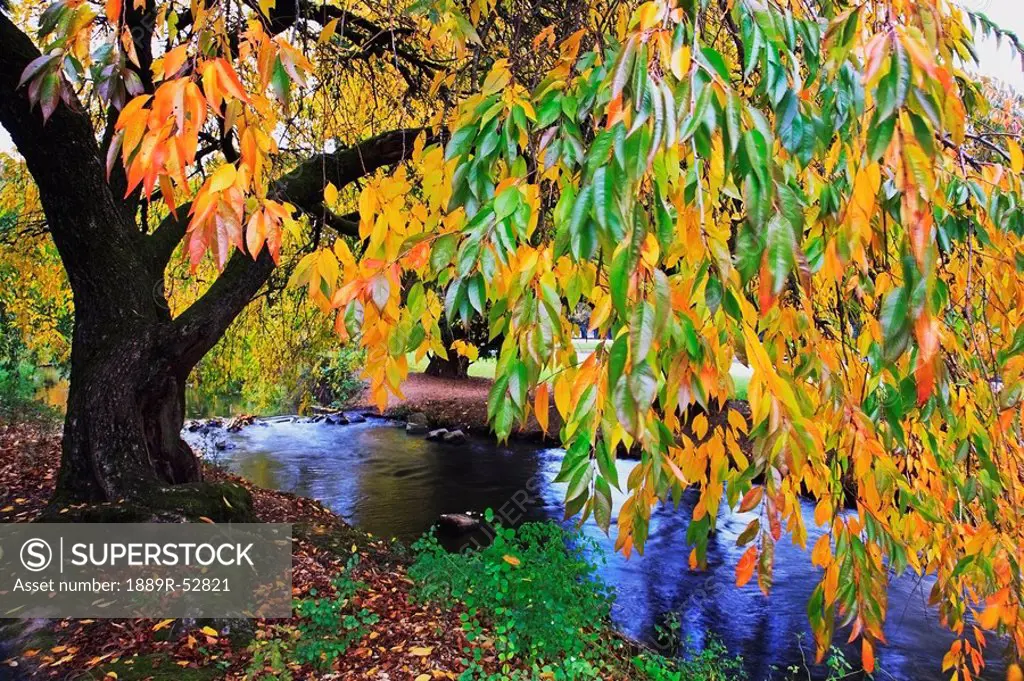 portland, oregon, united states of america, autumn colors along johnson creek at westmorland park