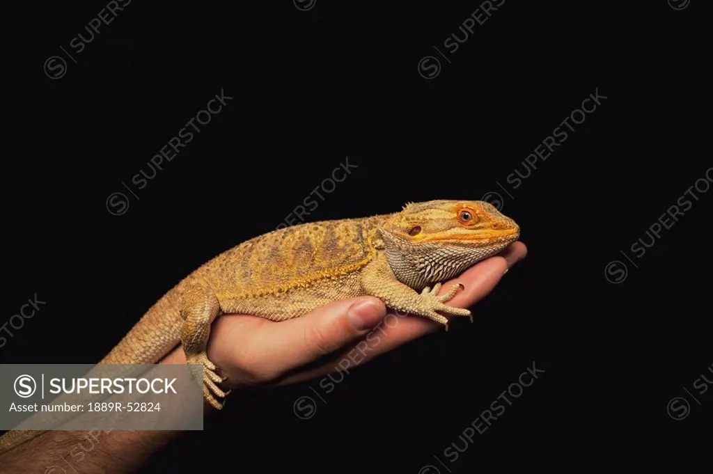 a lizard on a person´s hand