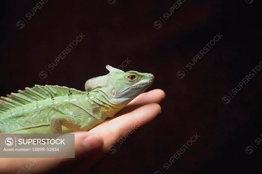 a lizard in a person´s hand