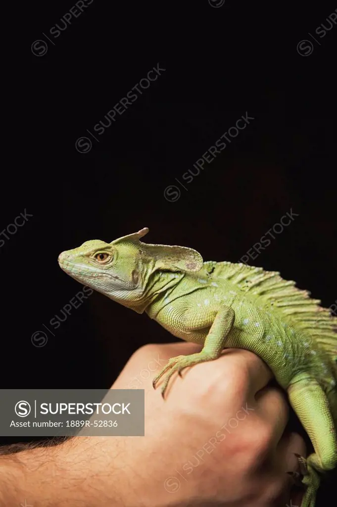 a lizard in a person´s hand